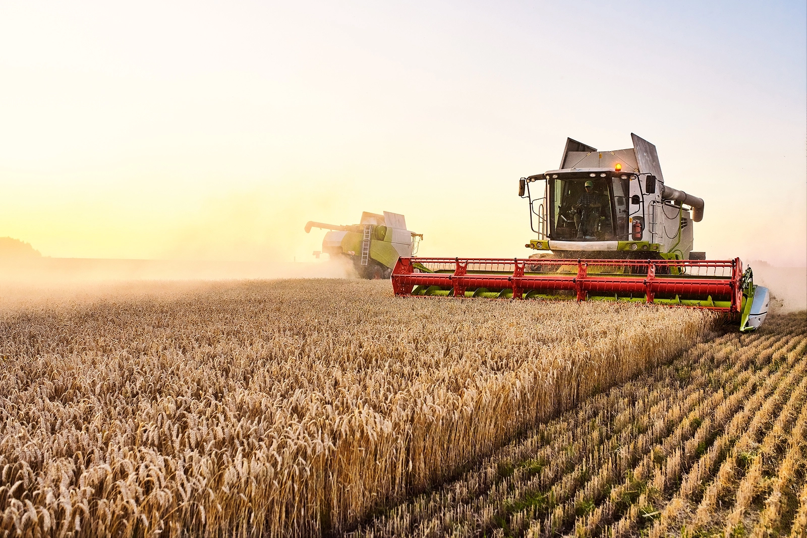 Combine Harvester Harvests Ripe Wheat. Ripe Ears Of Gold Field O