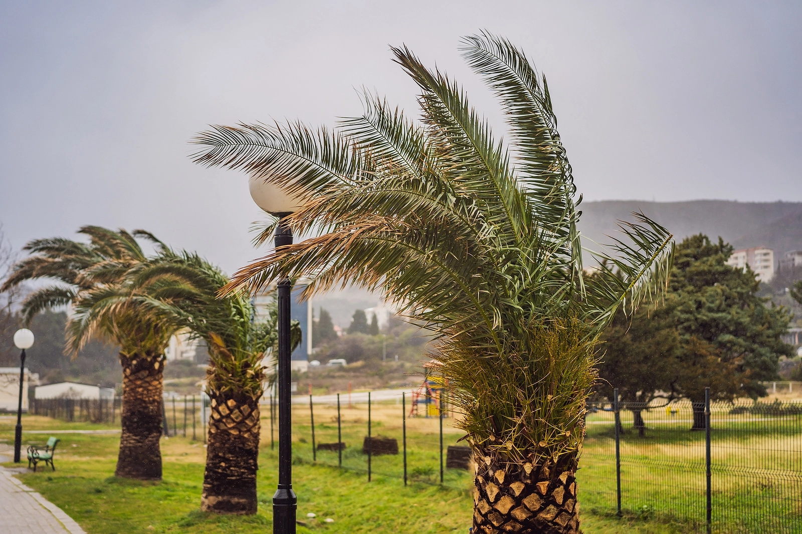 Tropical Storm, Heavy Rain And High Winds In Tropical Climates.