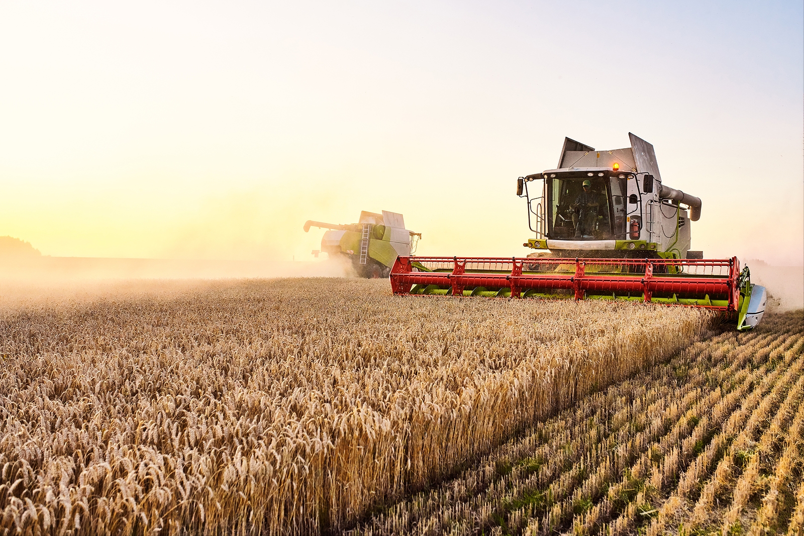 Combine Harvester Harvests Ripe Wheat. Ripe Ears Of Gold Field O