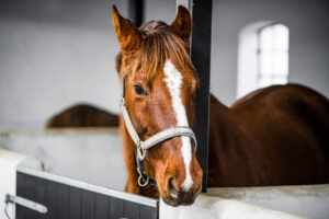 What Agents Should Know When Insuring Horse Boarding Facilities