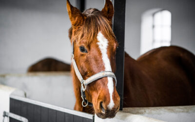 What Agents Should Know When Insuring Horse Boarding Facilities