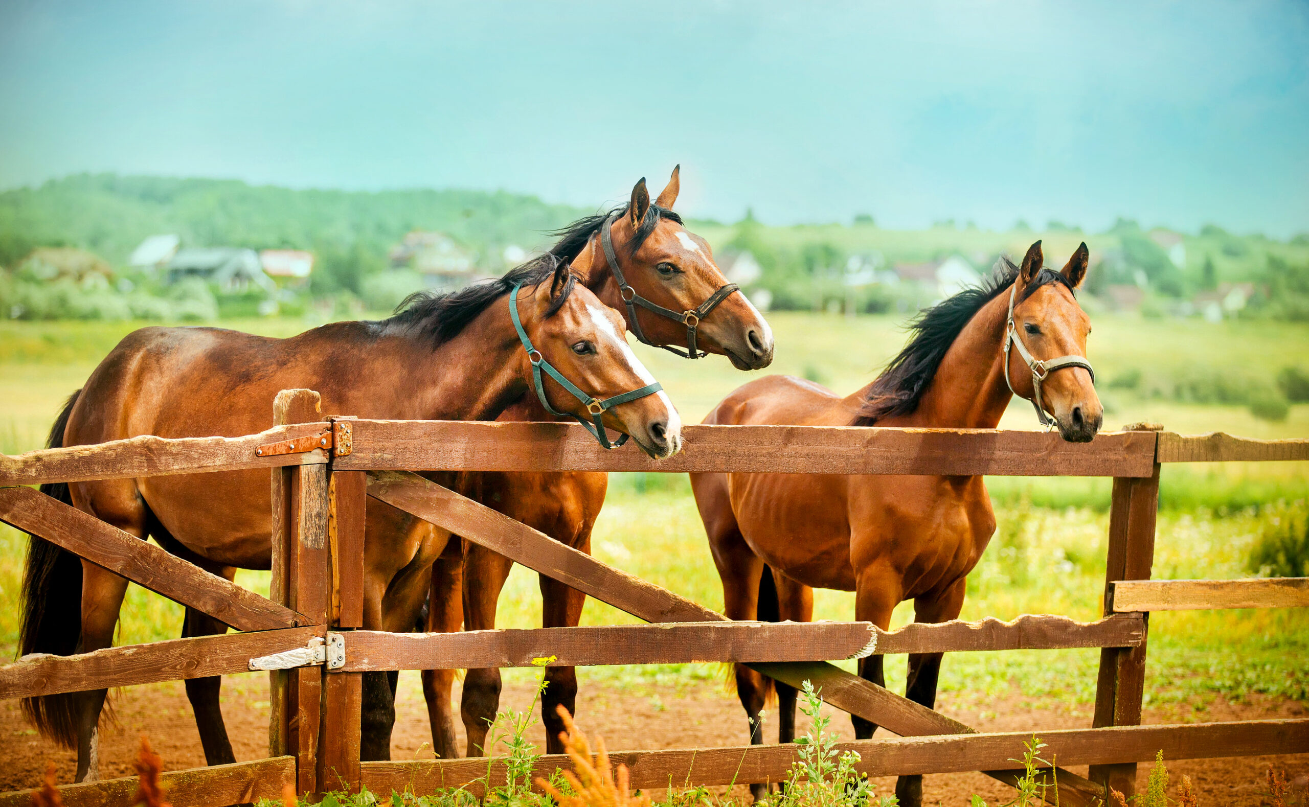 Three Beautiful Bay Horses Stand Near The Wooden Fence Of The Pa
